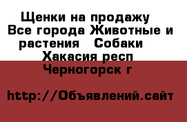 Щенки на продажу - Все города Животные и растения » Собаки   . Хакасия респ.,Черногорск г.